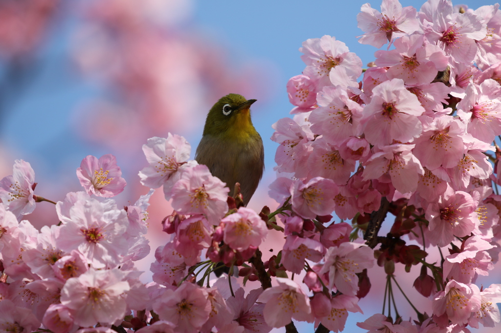 メジロと桜　長居公園にて