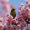 メジロと桜　長居公園にて