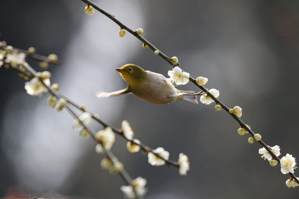 メジロ　石山寺にて