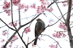 ヒヨドリと初御代桜　皇子が丘公園にて