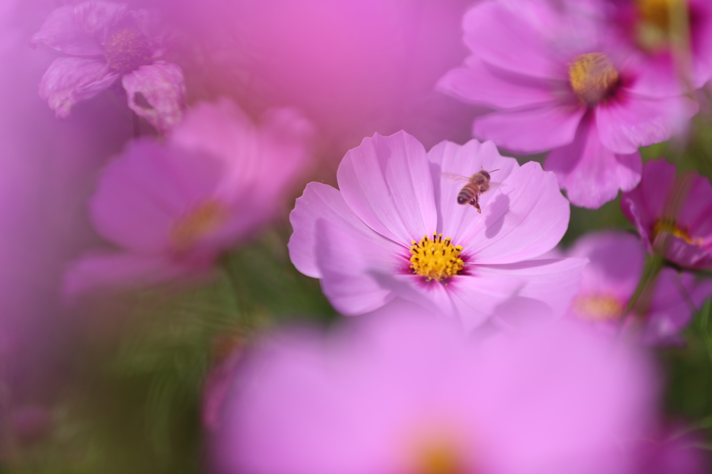 蜜蜂