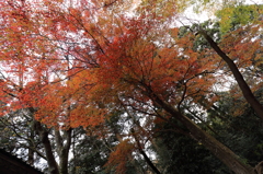 紅葉　湖東三山にて　百済寺