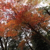 紅葉　湖東三山にて　百済寺