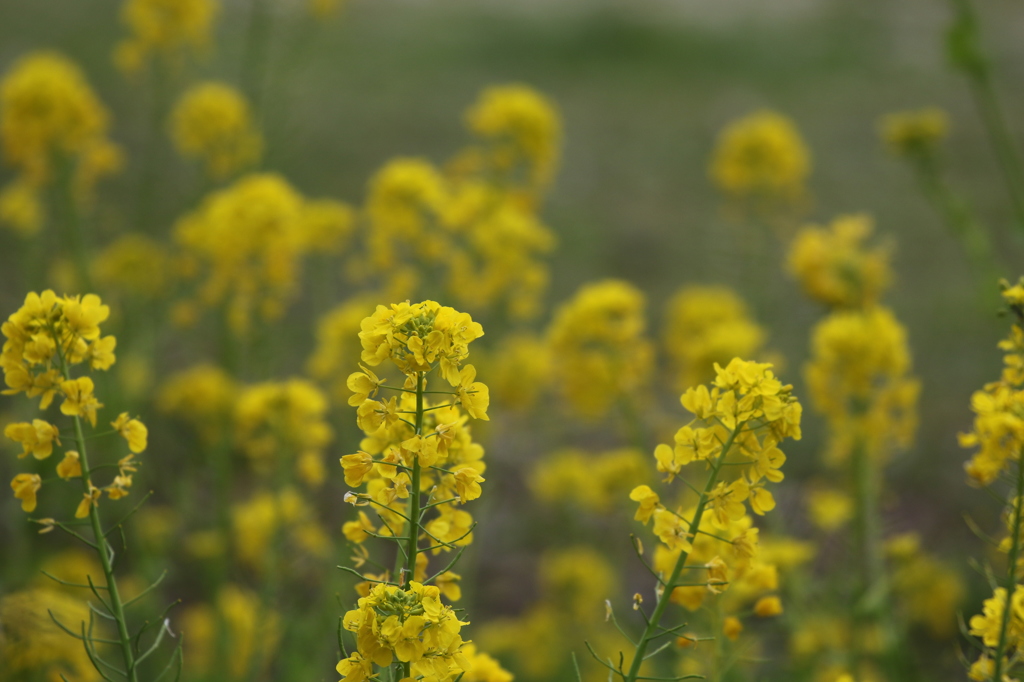 菜の花　一里山公園にて