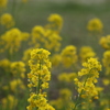 菜の花　一里山公園にて