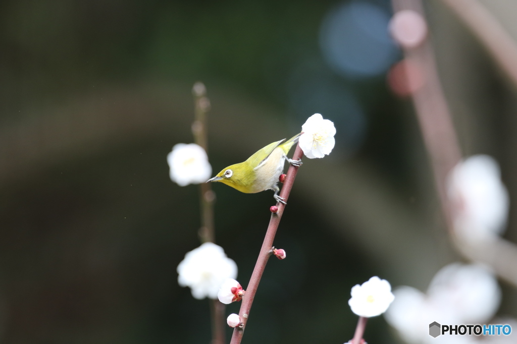 メジロ　京都府立植物園にて