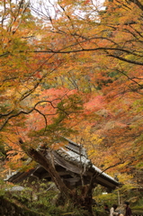 紅葉　湖東三山にて　百済寺