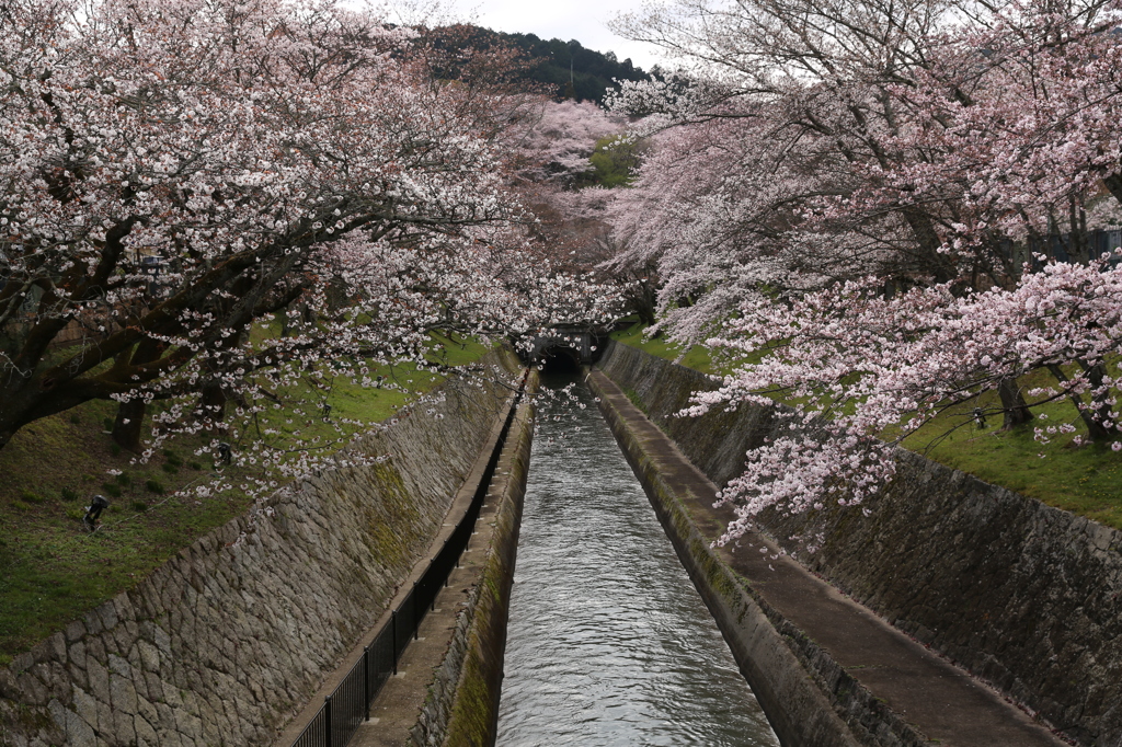 桜　琵琶湖疎水にて