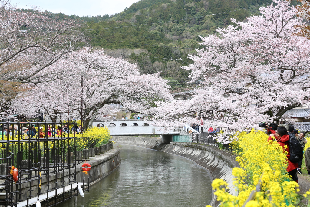 桜　山科疎水にて