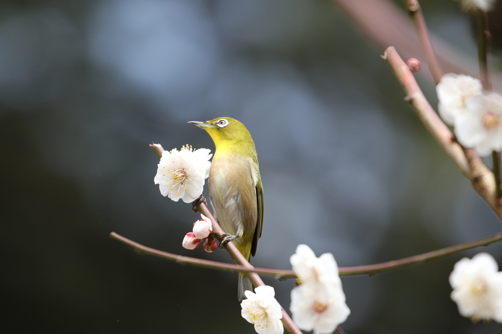 メジロ　京都府立植物園にて