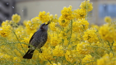 瞬間　菜の花　守山なぎさ公園