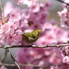 メジロと桜　長居公園にて