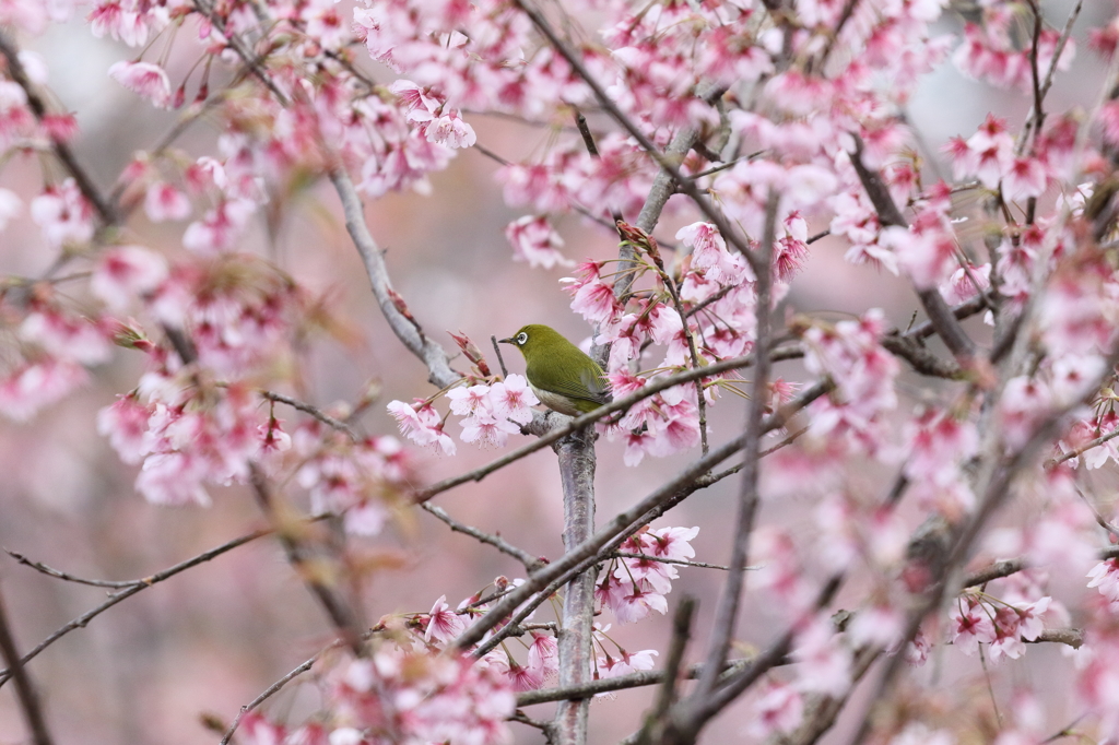 メジロと初御代桜　皇子が丘公園にて