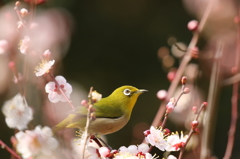 メジロ　石山寺にて