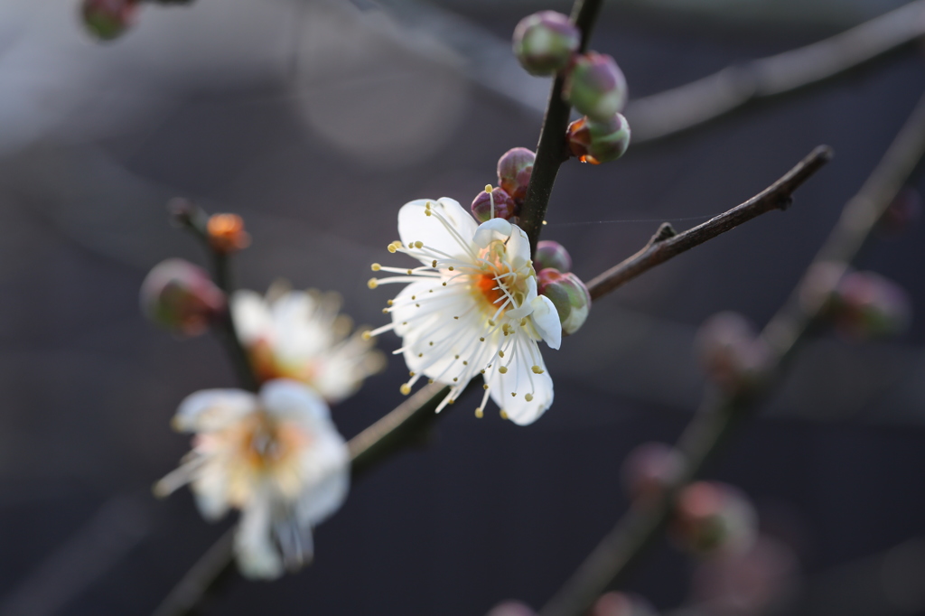 梅の花　庭先にて