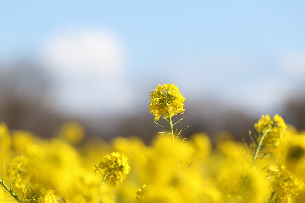 菜の花　守山なぎさ公園