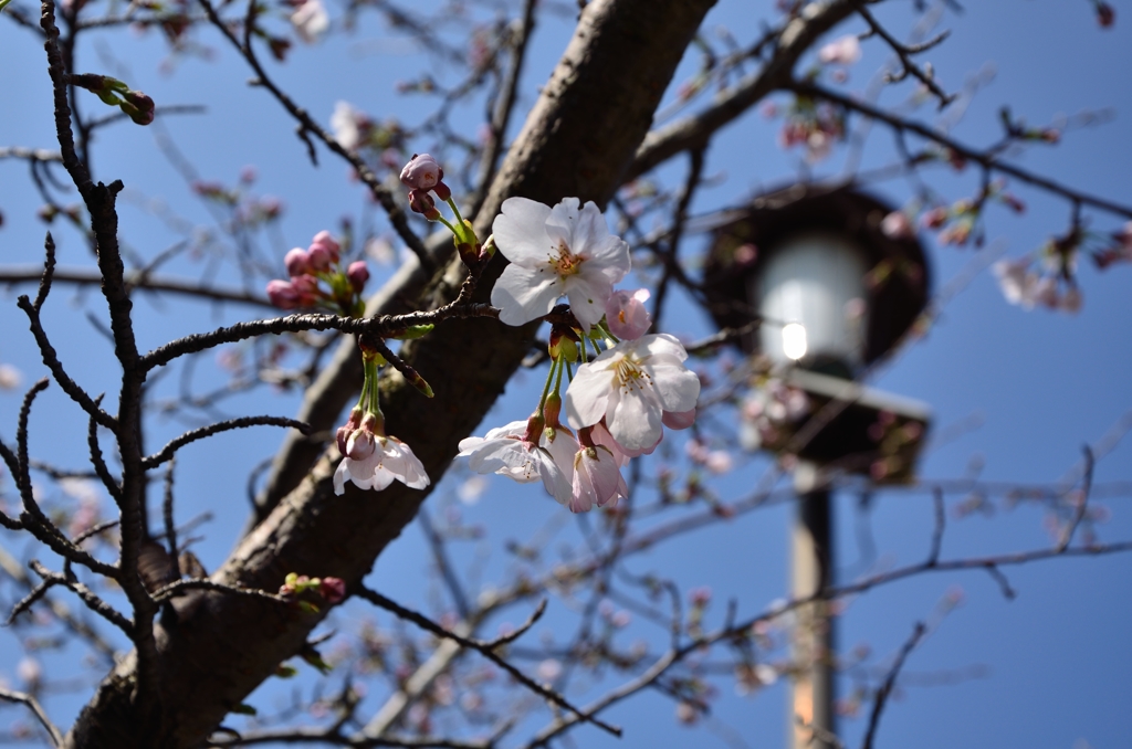 開桜