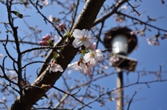 開桜