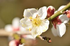 弥生の花