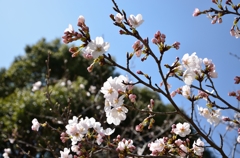 来春