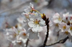 花弁