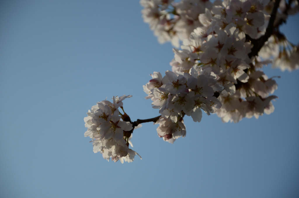 桜-1