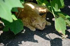 バテ猫