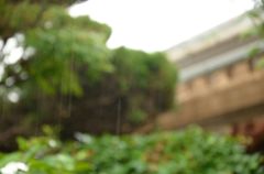 雨