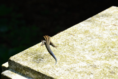 頭隠して尻隠さず