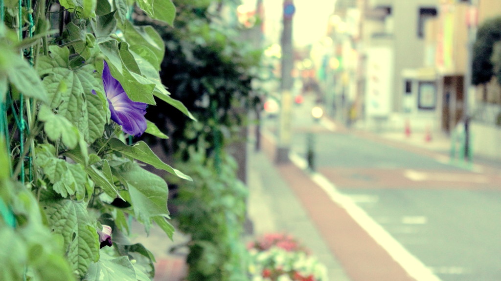 道路脇の花壇