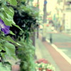 道路脇の花壇