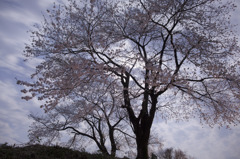 黒岩の夫婦桜