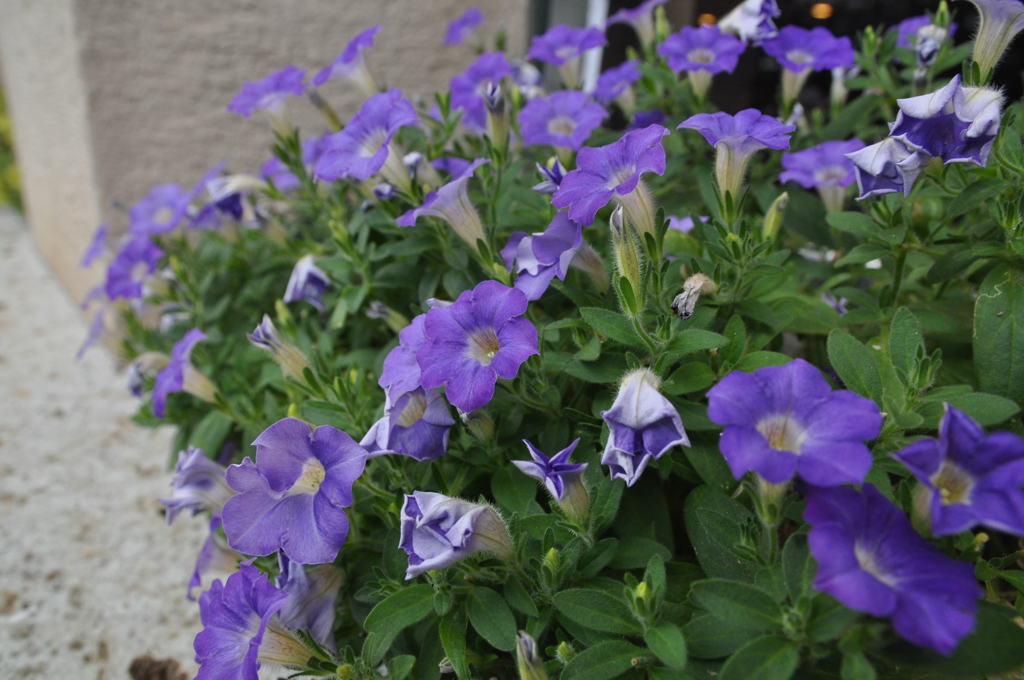 NIKON D90 & SIGMA 17-70mm F2.8-4 DC MACR