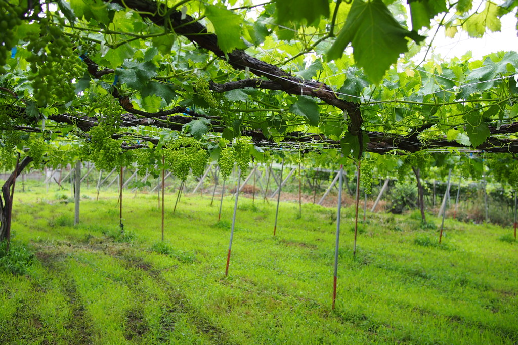 PEN Lite E-PL3 & LUMIX G 20mm/F1.7