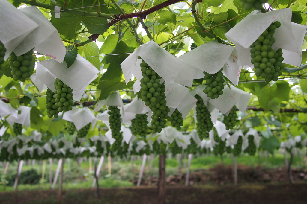 PEN Lite E-PL3 & LUMIX G 20mm/F1.7