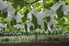 PEN Lite E-PL3 & LUMIX G 20mm/F1.7