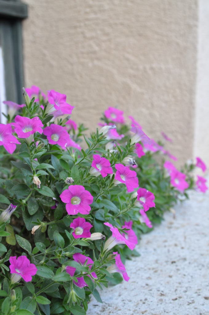 NIKON D90 & SIGMA 17-70mm F2.8-4 DC MACR