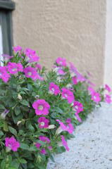 NIKON D90 & SIGMA 17-70mm F2.8-4 DC MACR