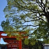樹と鳥居