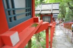 もみじ発見