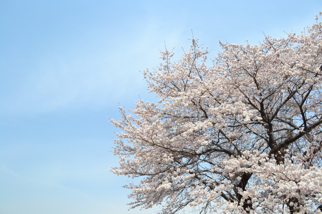 ただの桜