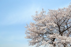 ただの桜
