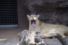 ライオンのあくび