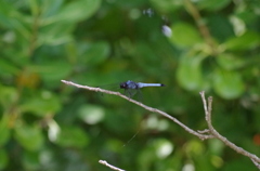 IMGP3268