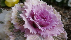 DSC00061