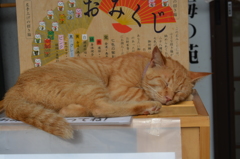 休憩中の招き猫