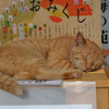 休憩中の招き猫