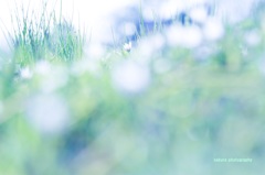 春の香り
