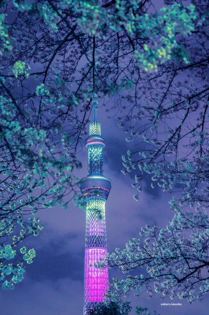 宵桜