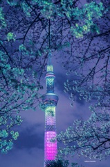 宵桜